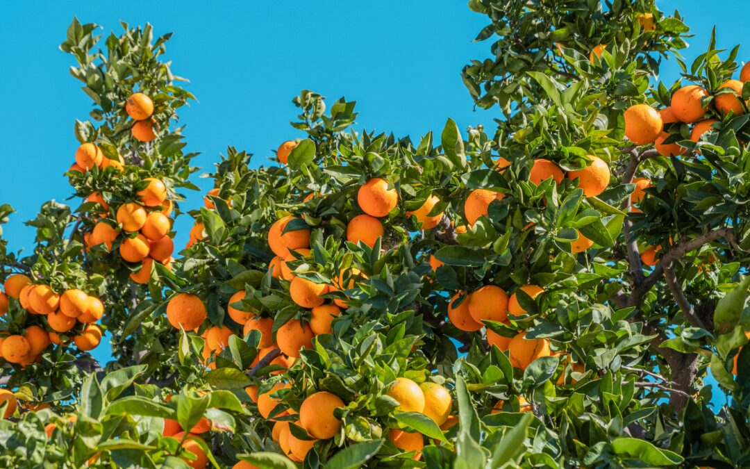 Oranges